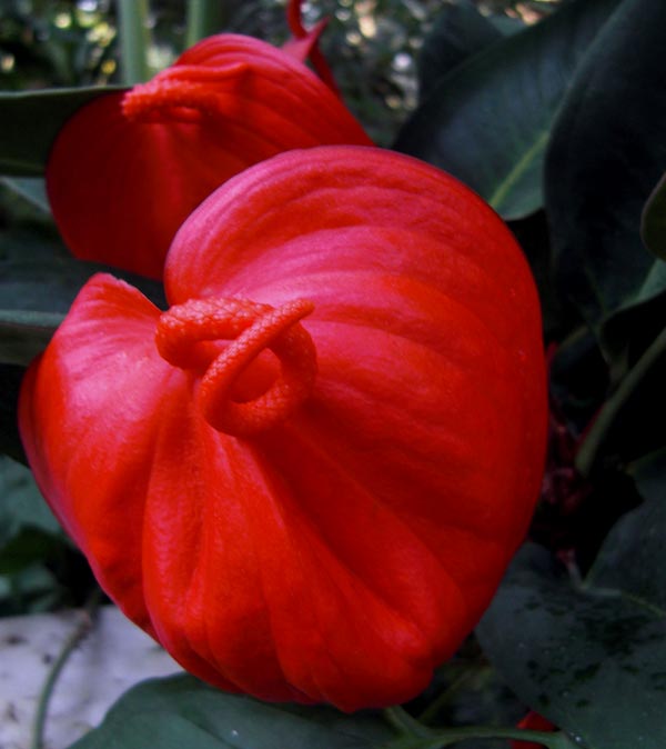 [red-flower.jpg]