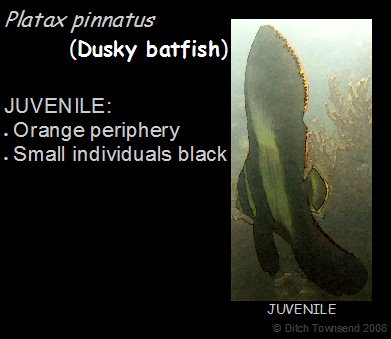 [32+Platax+pinnatus+Juvenile.bmp]