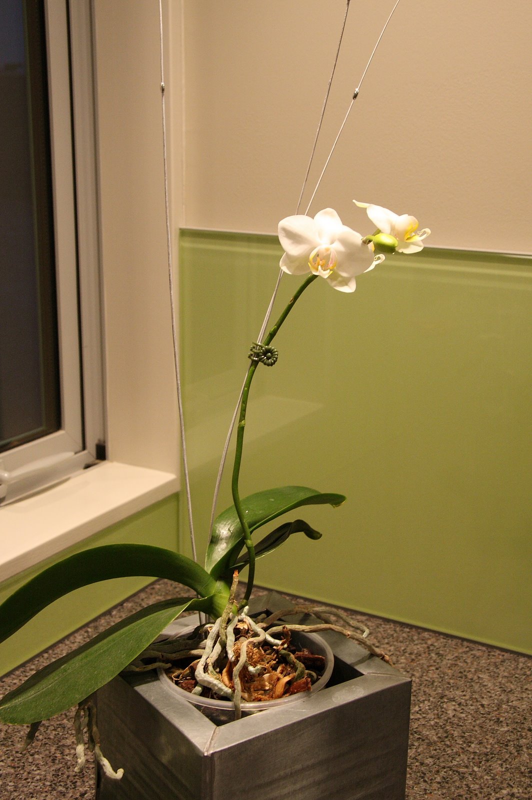[IMG_5972-orchid.JPG]