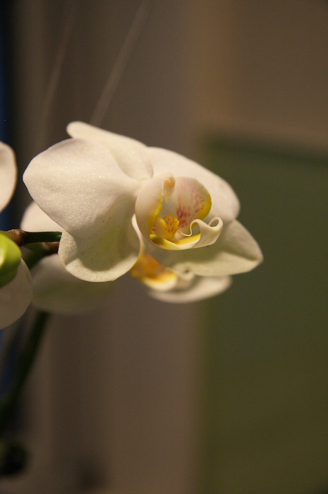 [IMG_5946_1-orchid.JPG]