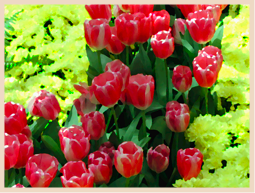[tulips+square.png]