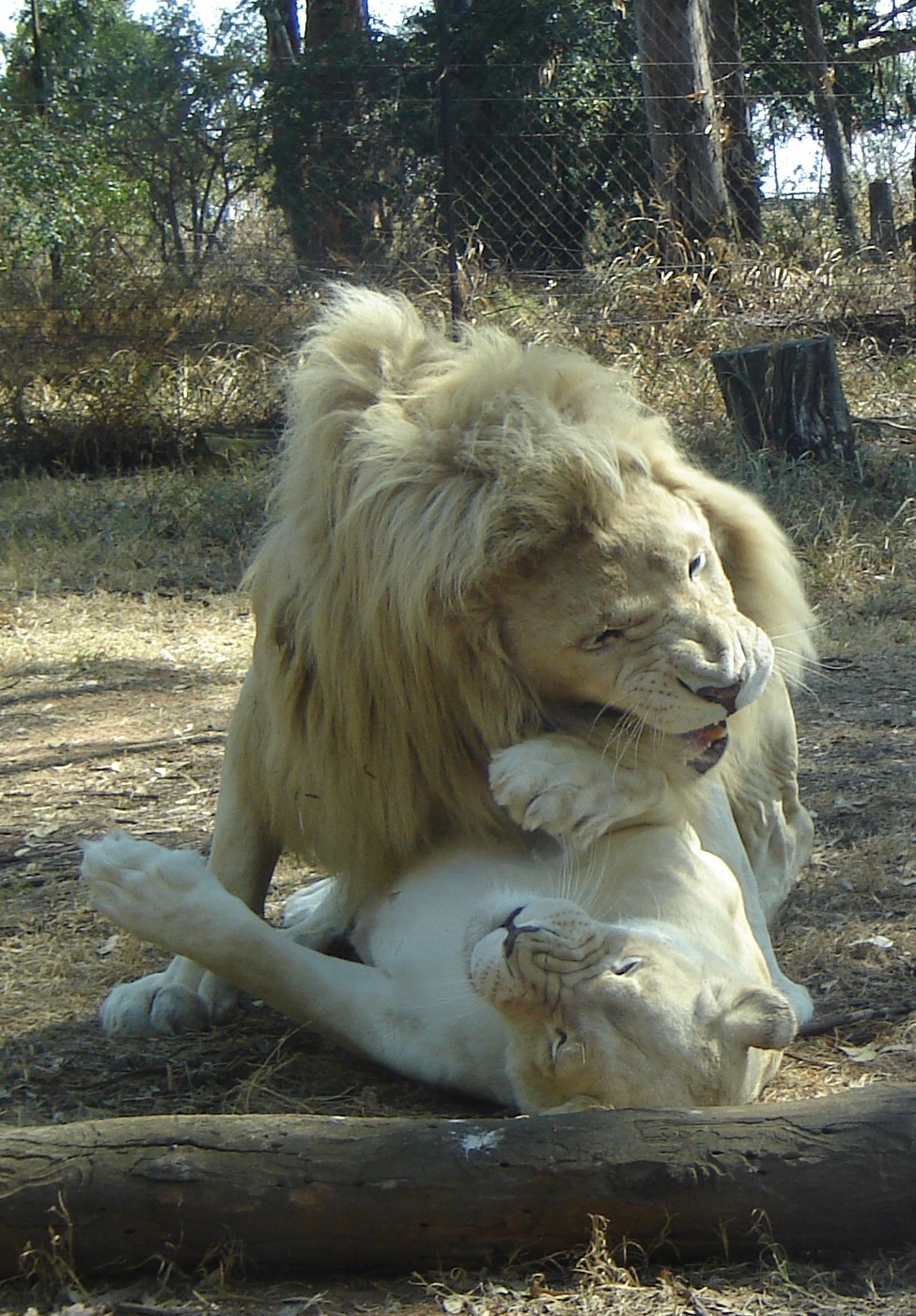 [lion+couple.JPG]
