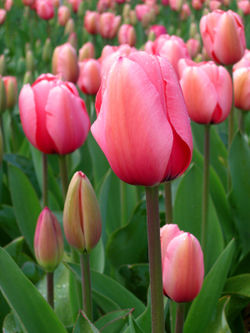 [250px-Tulip_-_floriade_canberra.jpg]