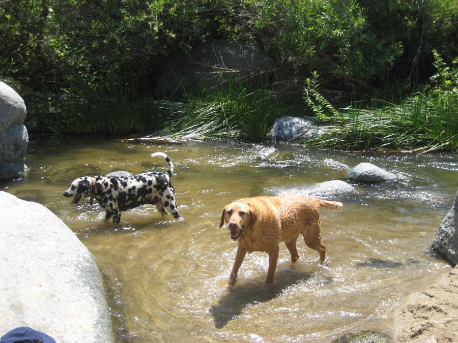 [dogs-in-water.jpg]