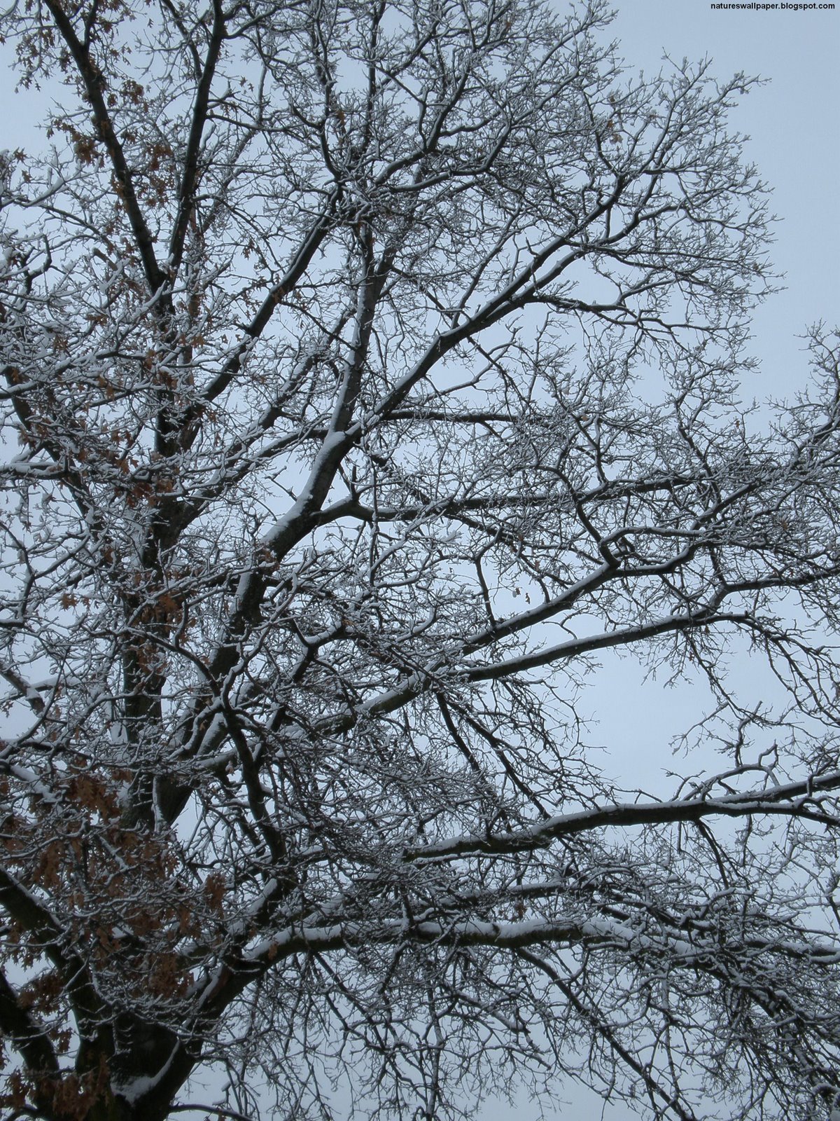 [Snow+Tree+With+A+Little+Blue.jpg]