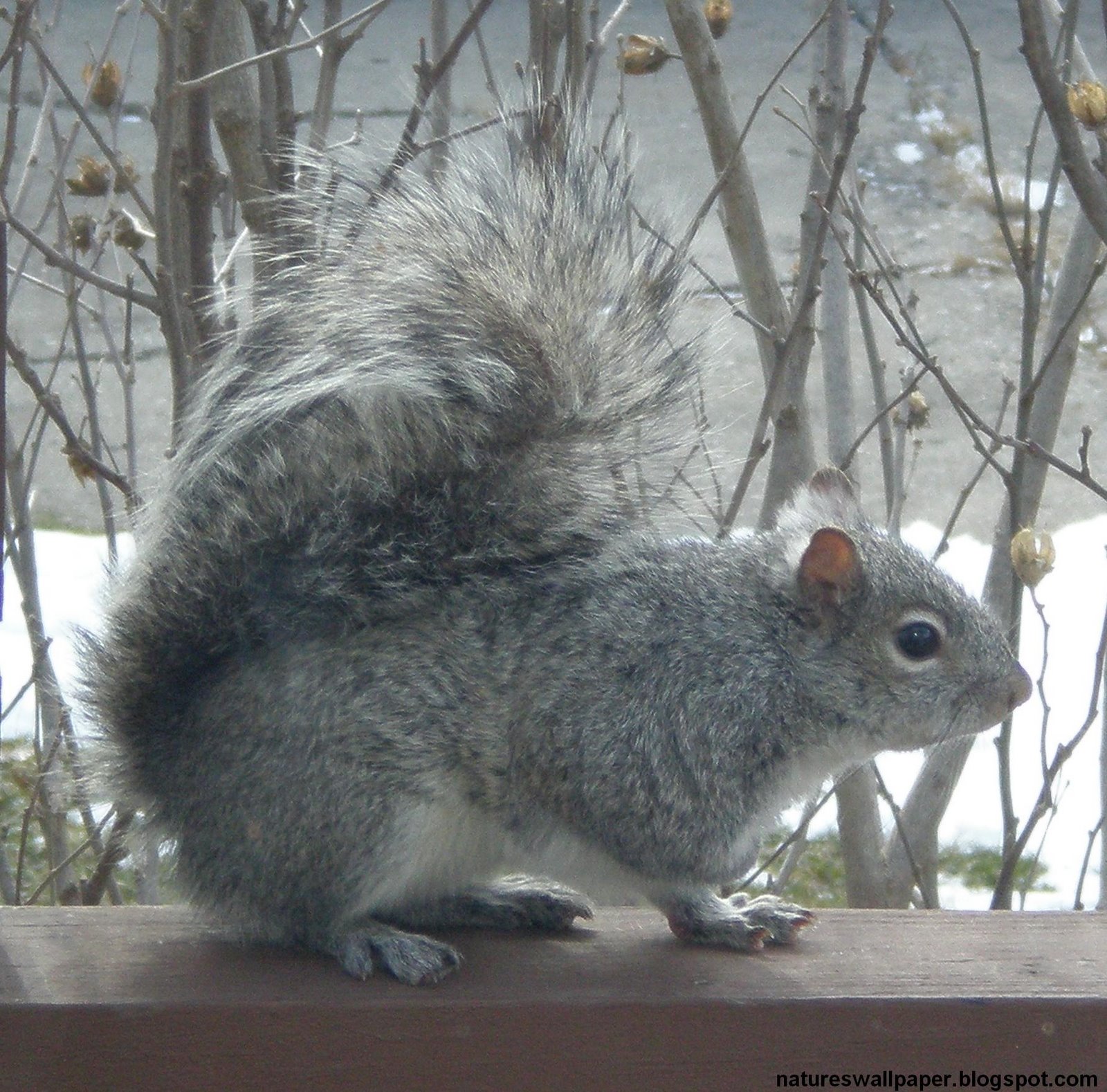 [The+Grey+Squirrel.jpg]