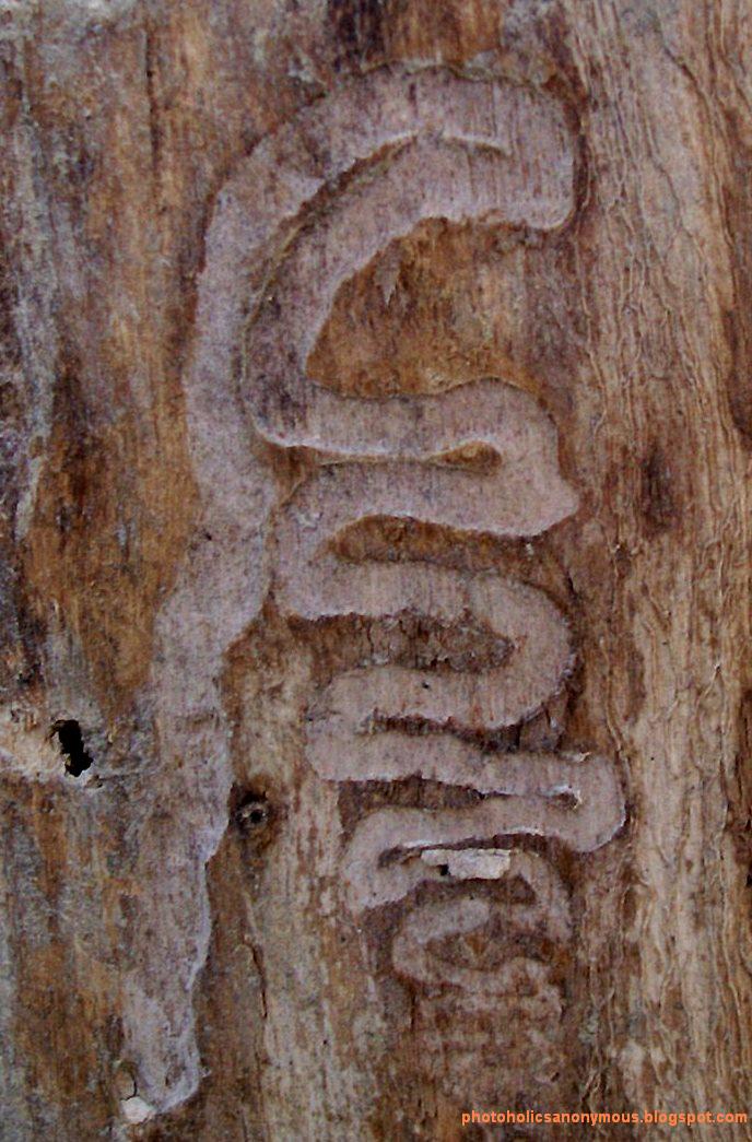 [Wood+With+Worm+Imprints.jpg]