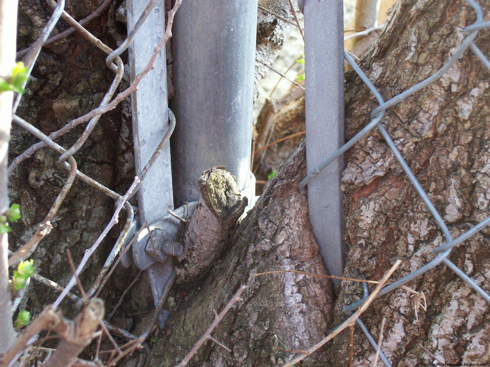 [Tree+Eating+Chain+Link+Fence.jpg]