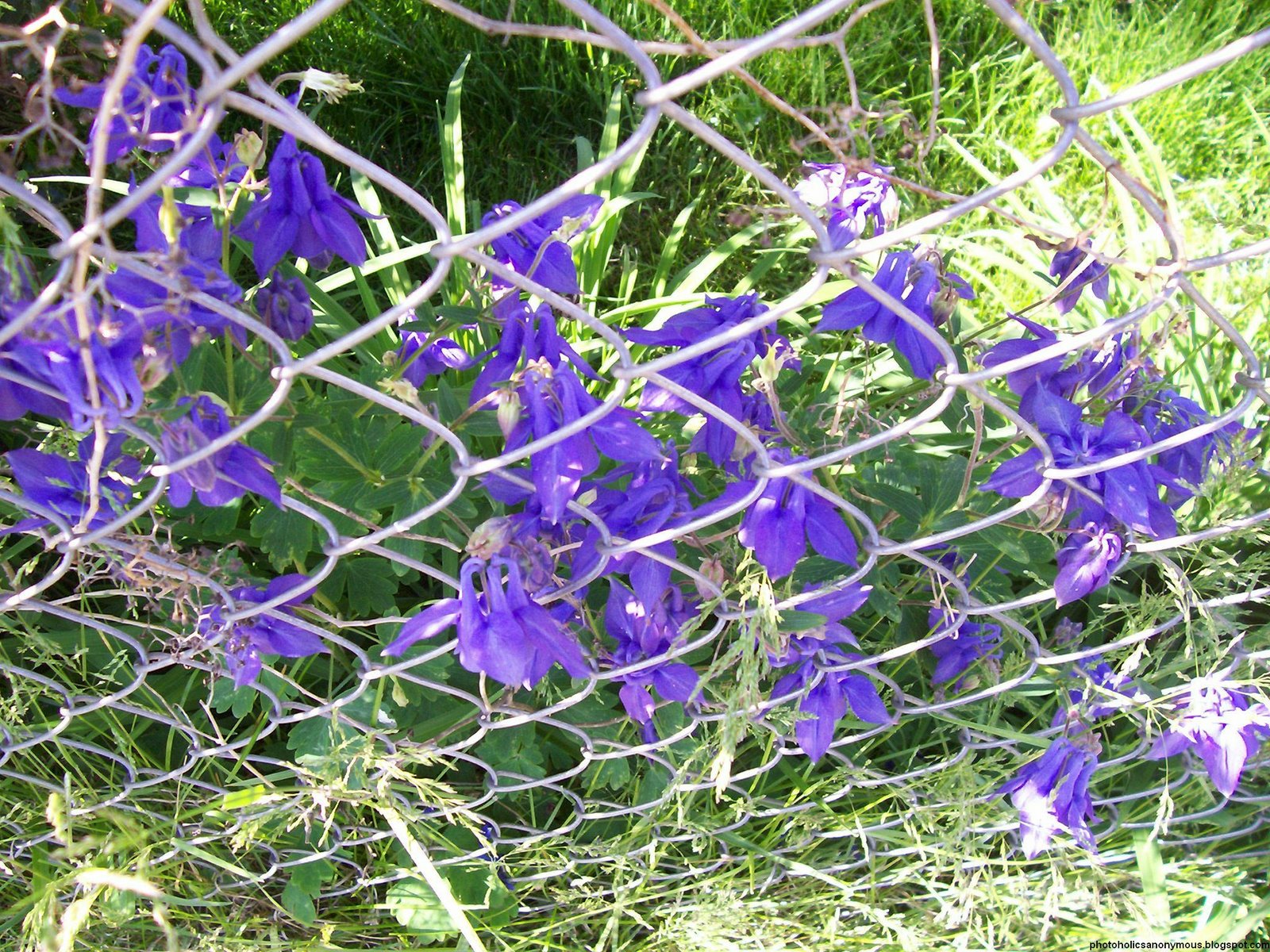 [Purple+Flowers+Through+Chain+Link+Fence.jpg]