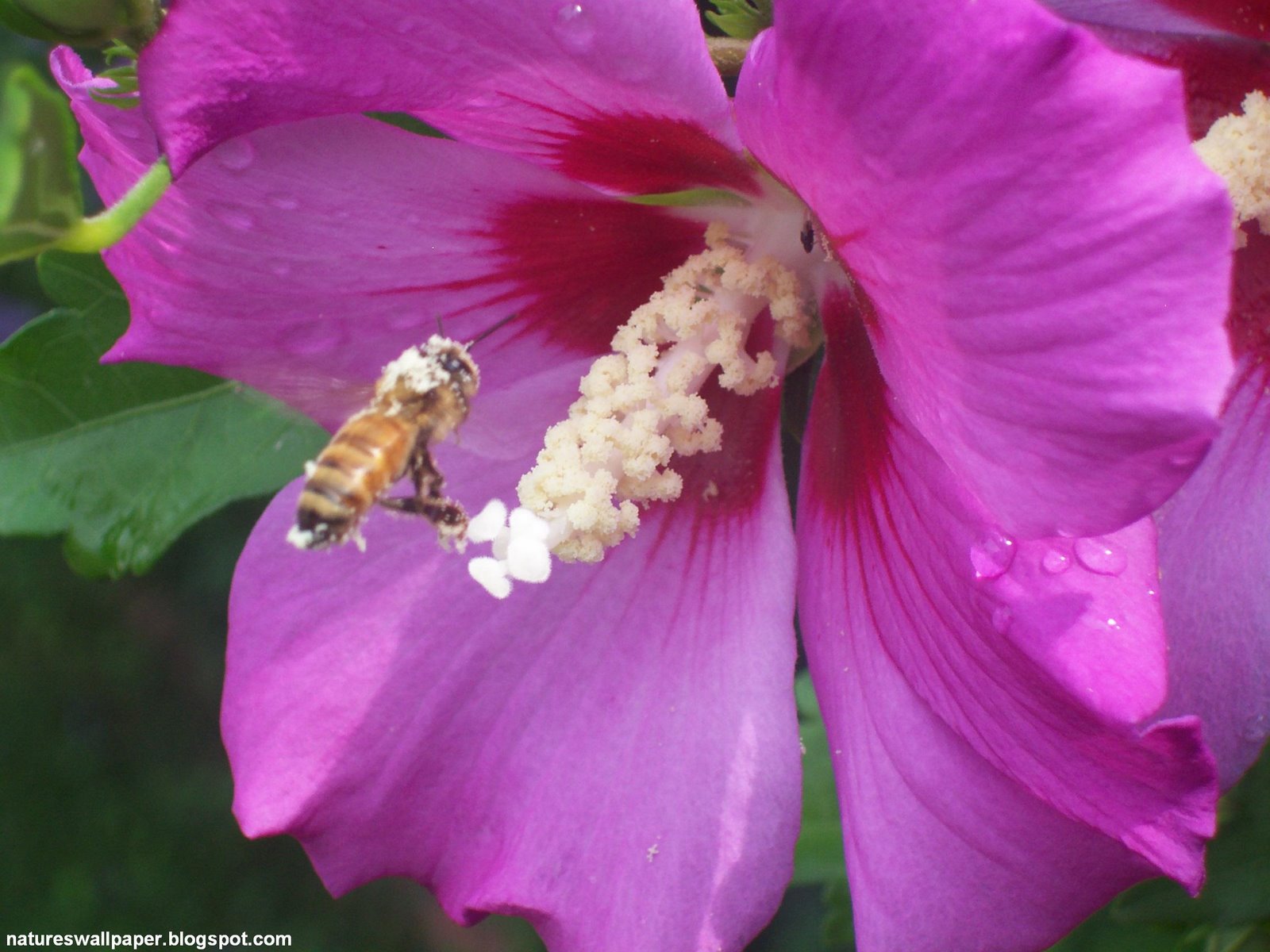 [Bee+Pollenating+Rose+Of+Sharon.jpg]