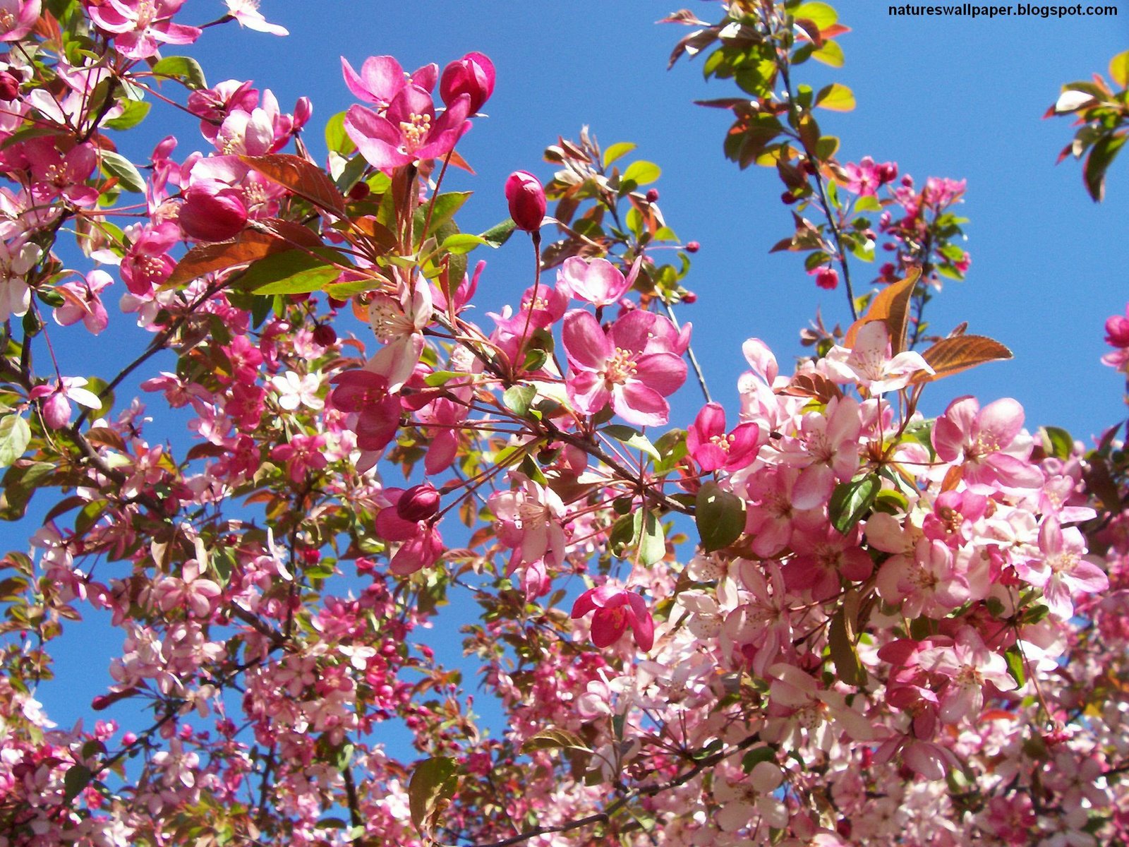 [A+Flowering+Pink+Tree.jpg]