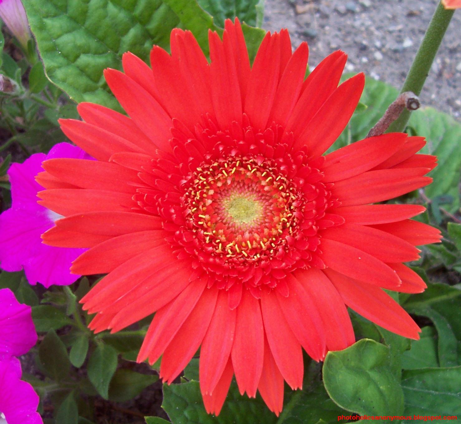 [Red+Flower+Close+Up.jpg]