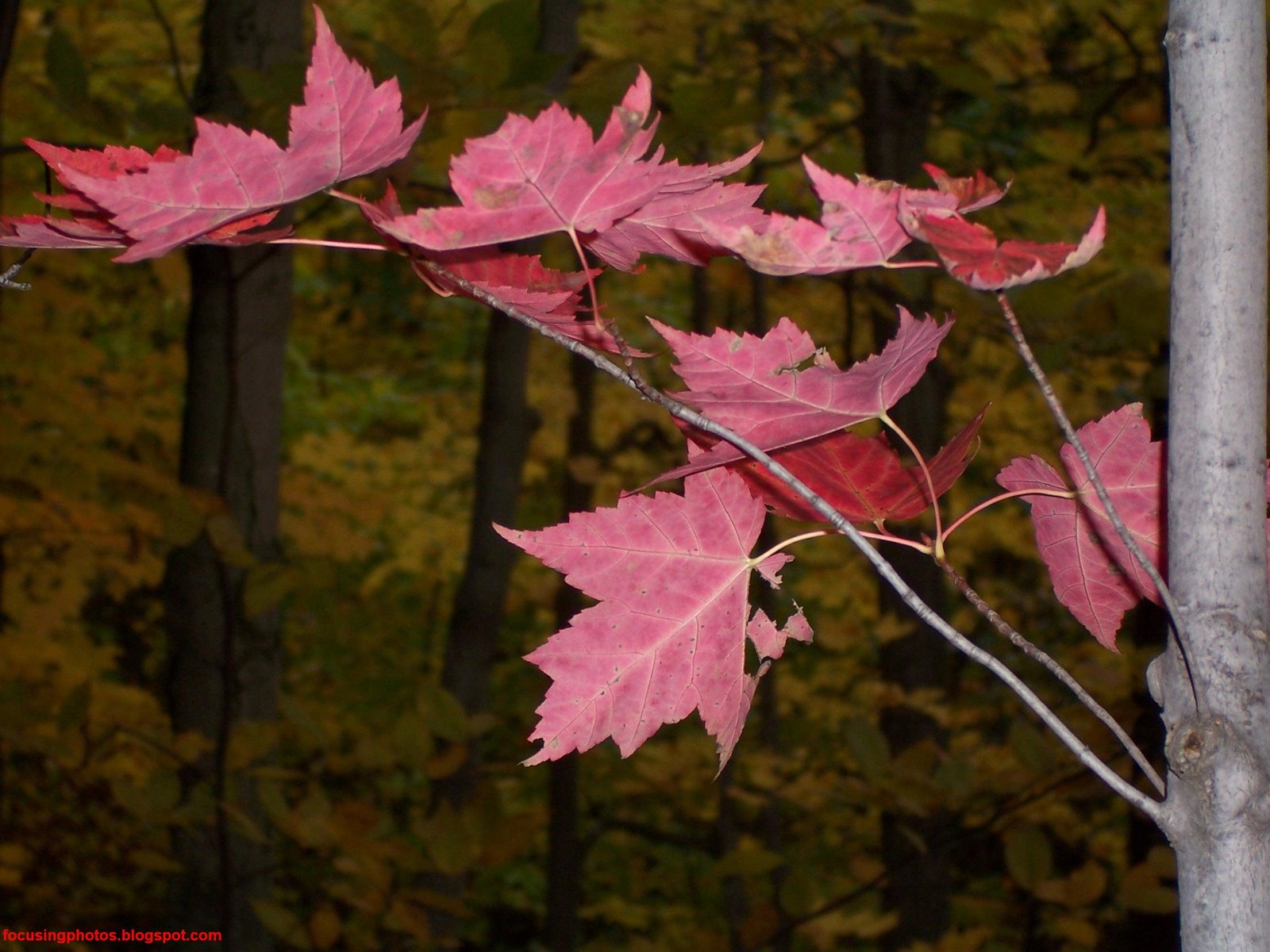 [Red+Fall+Leaves.jpg]
