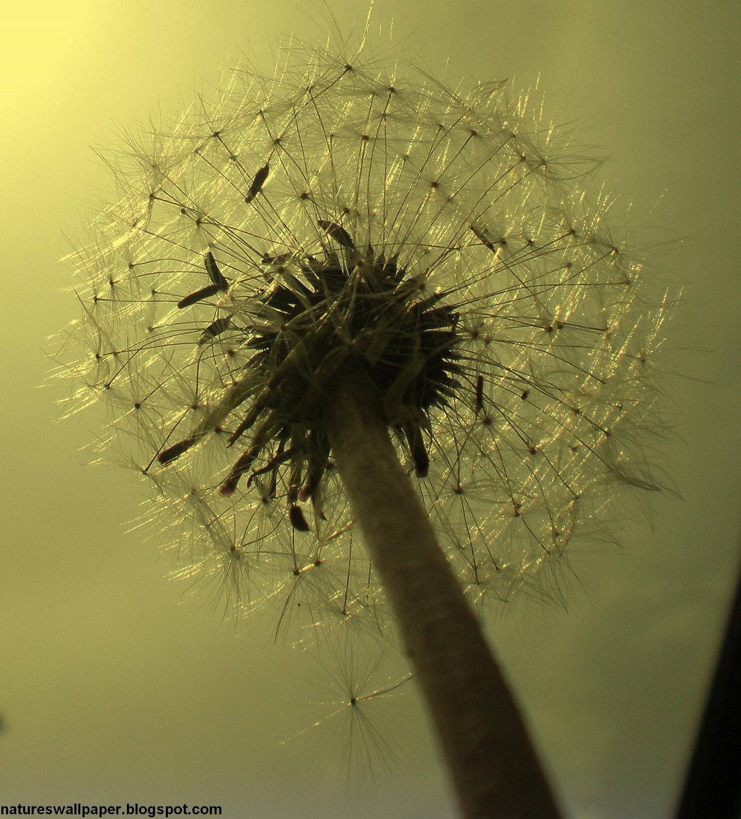 [Dandelion+Seeds+From+The+Ground+View.jpg]