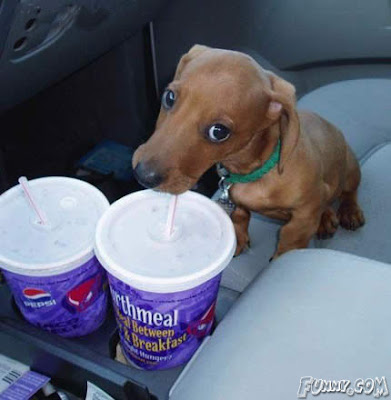 Dog+Drinking+Taco+Bell+Cup.jpg