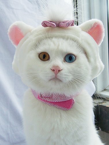 [Cat+Dressed+Up.jpg]