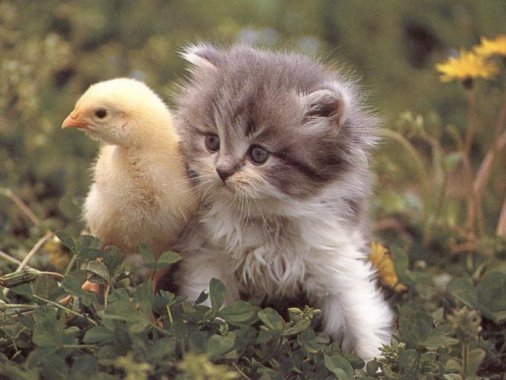 [Kitten+and+Duck.jpg]