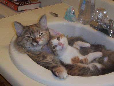 [Two+Cats+In+The+Sink.jpg]