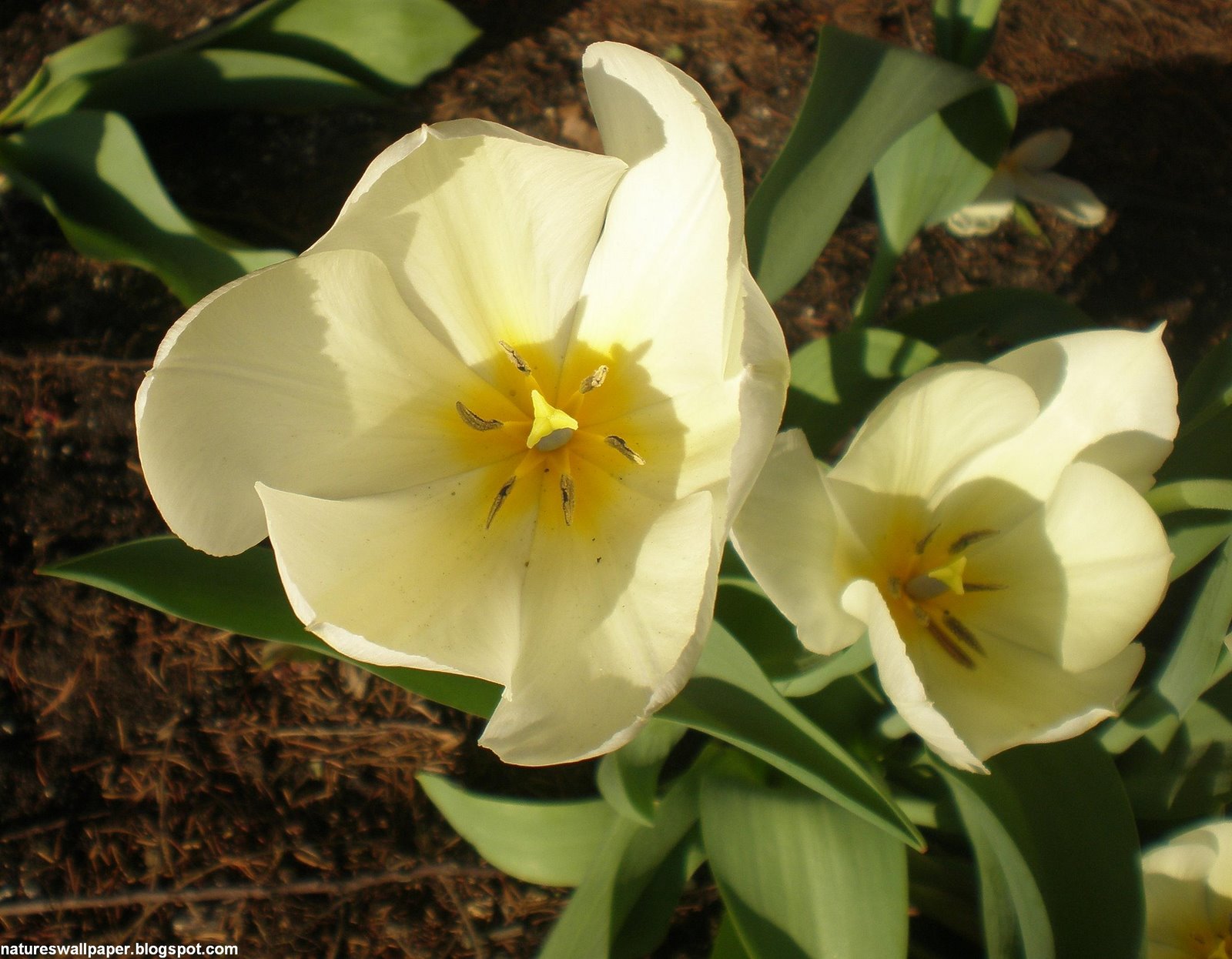 [Full+White+And+Yellow+Tulips.jpg]