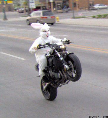 [Bunny+Riding+Motorcycle.jpg]