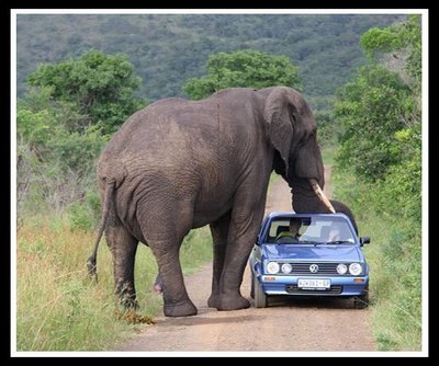 [Elephant+Crushing+Car.jpg]