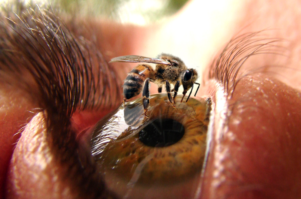 [Bee+On+My+Eye.jpg]