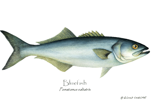 [bluefish.png]