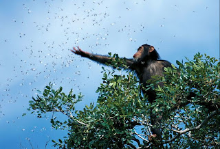 chimpanzee and the flies
