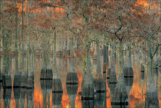 reflected trees by the lake