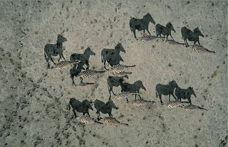 group of zebra showing amazing shadow taken from above