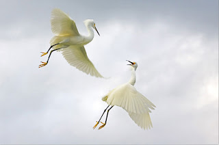 white bird action while flying