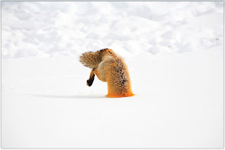 snow fox searching for meal in snow