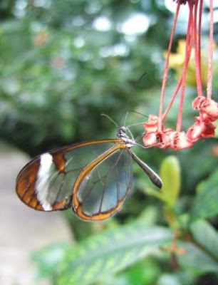 Butterfly transparent winged butterflies, butterfly transparent macro shot
