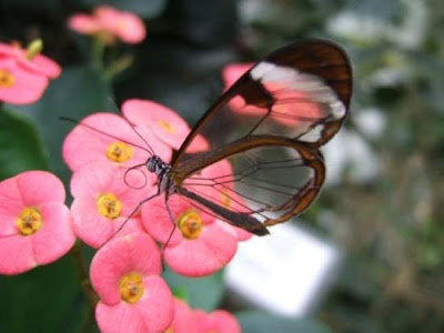Butterfly transparent winged butterflies, butterfly wing that like a glass