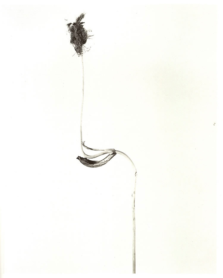 [Herbarium+Cascallus+Ferragosus,+1984.+Gelatinobromuro+de+plata+virado+al+selenio.jpg]