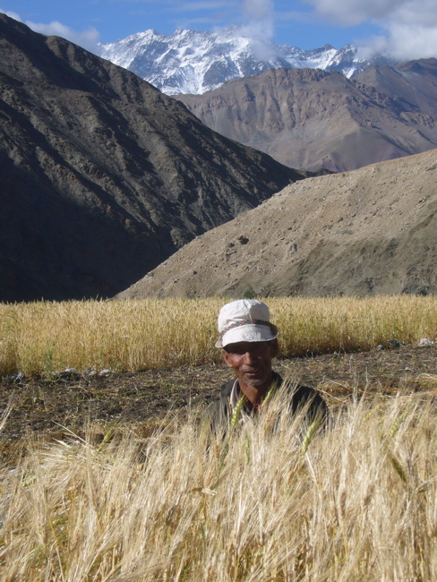 [Ladakhi+grandfather+harvesting+barley.jpg]