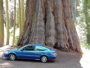 [Sequoia_and_a_car.jpg]
