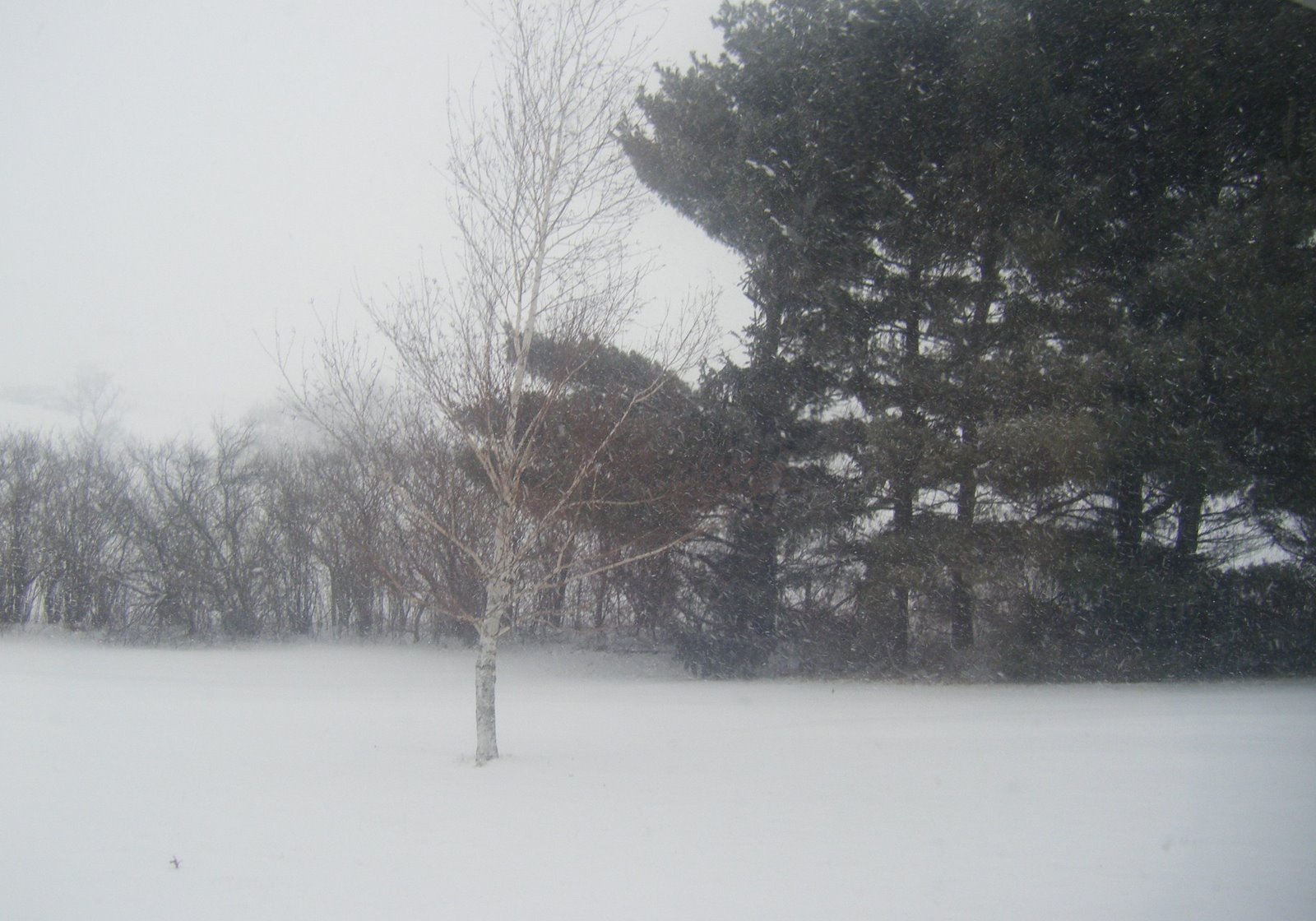 [Super+Bowl+Snow+Feb+08.jpg]