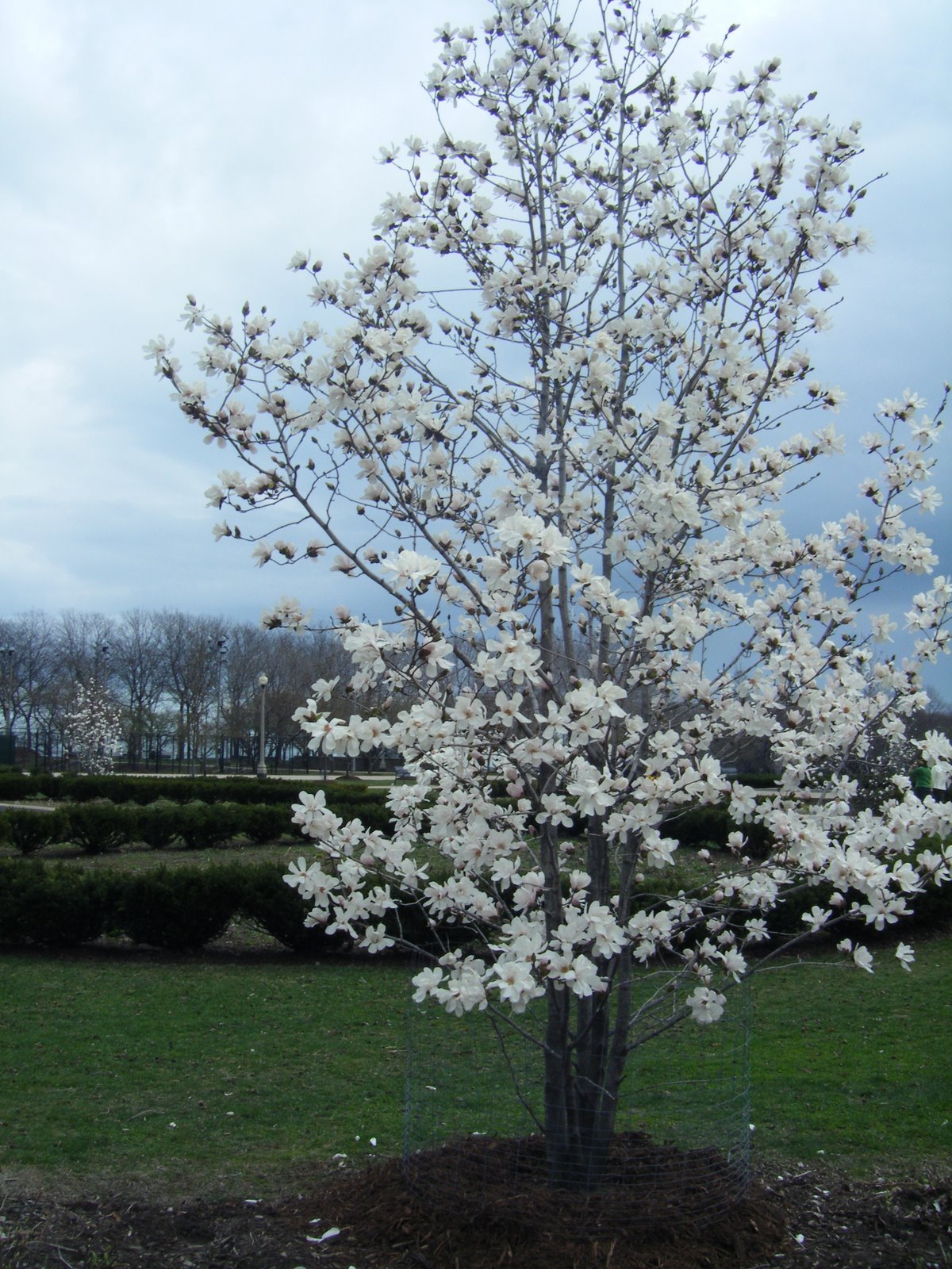 [magnolia+tree+M+Park.jpg]