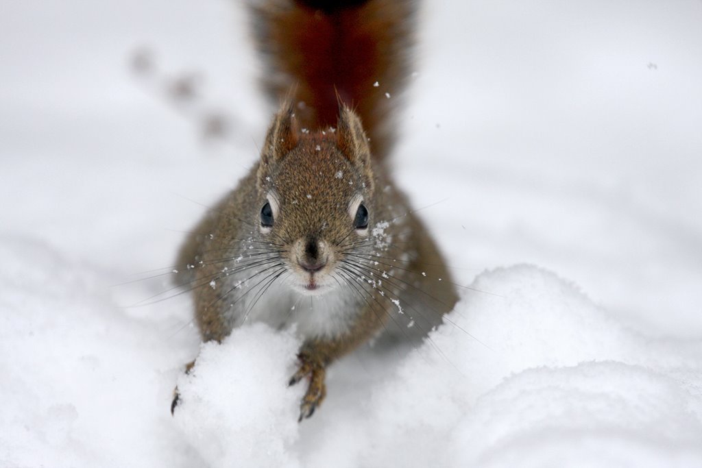 [squirrel_playing_with_snow.jpg]