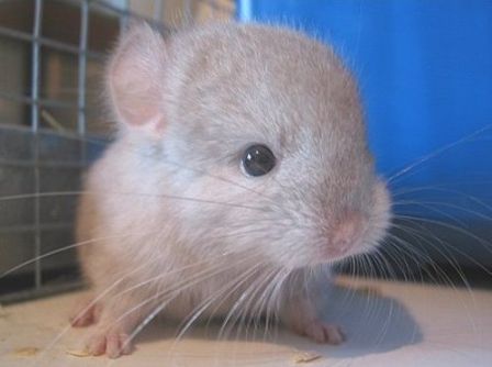 [cutest_baby_mouse_ever.jpg]