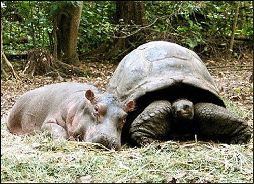 [friendship_of_hippopotamus_and_huge_turtle.jpg]