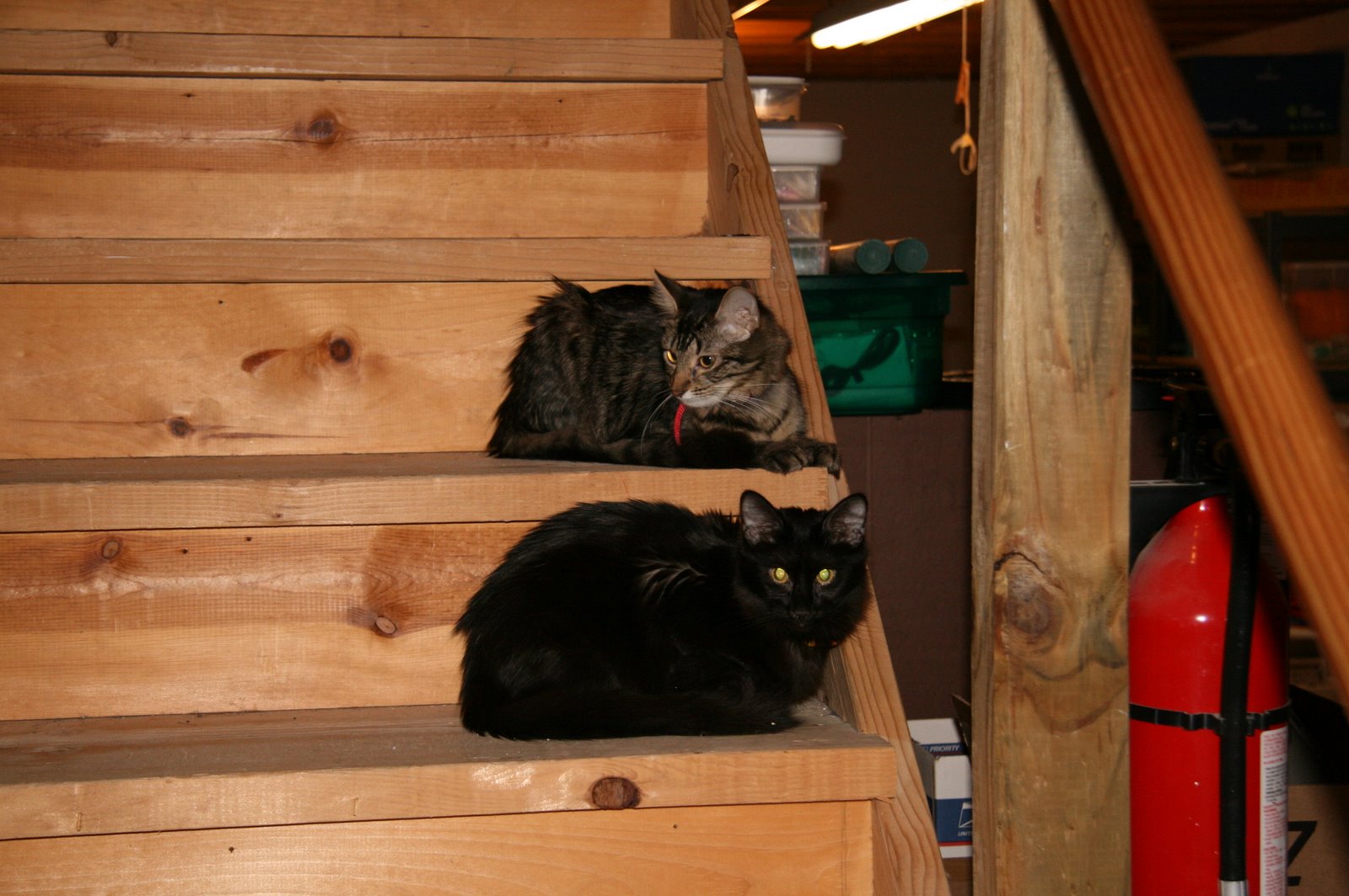 [Cats+on+Basement+Stairs.jpg]