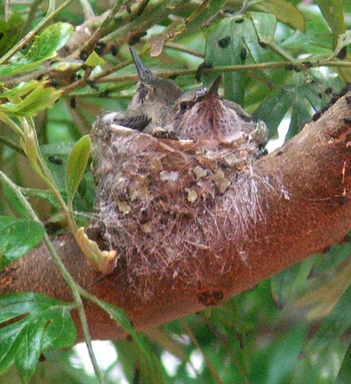 [hummingbirds_closeup1.jpg]