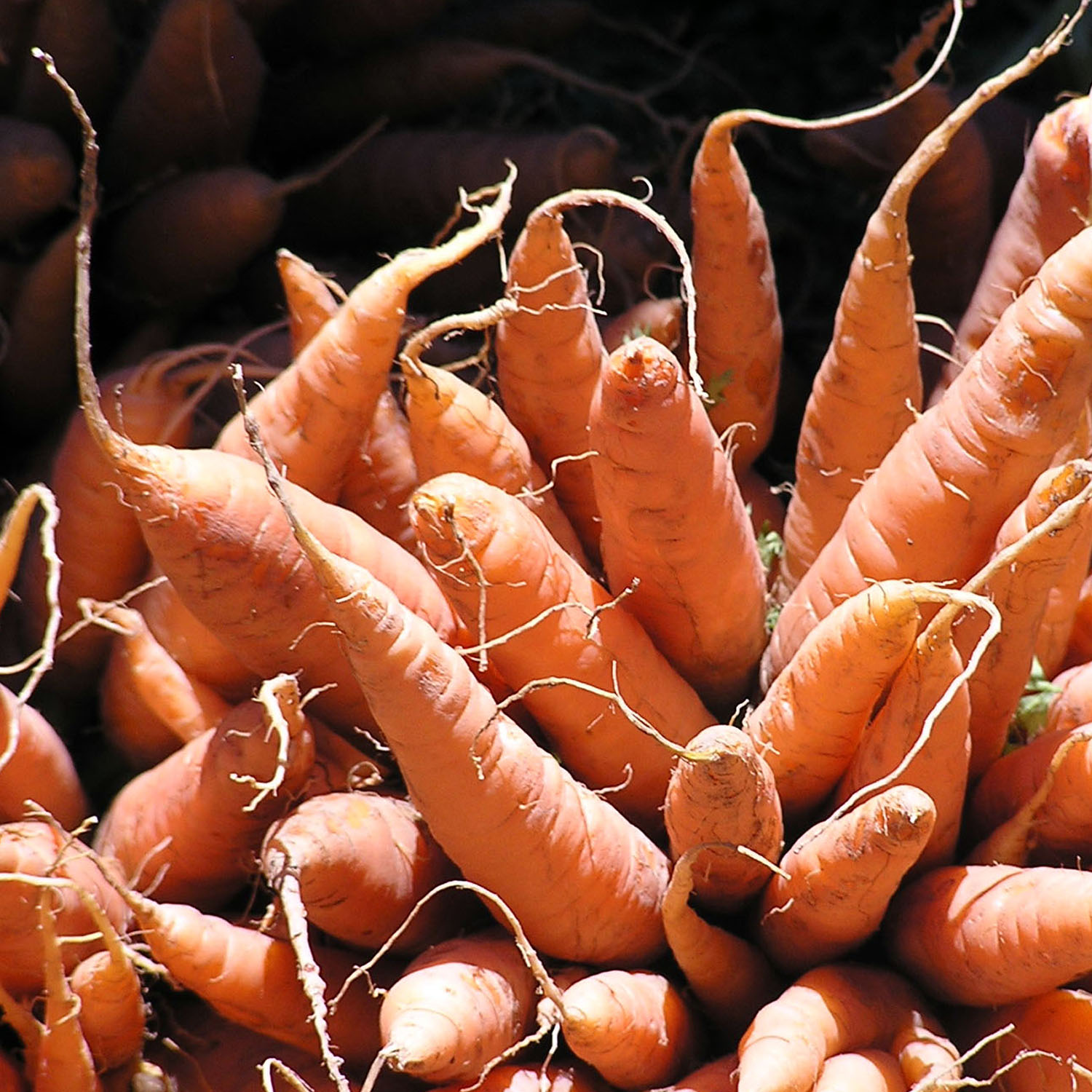 [farmers+carrots.jpg]