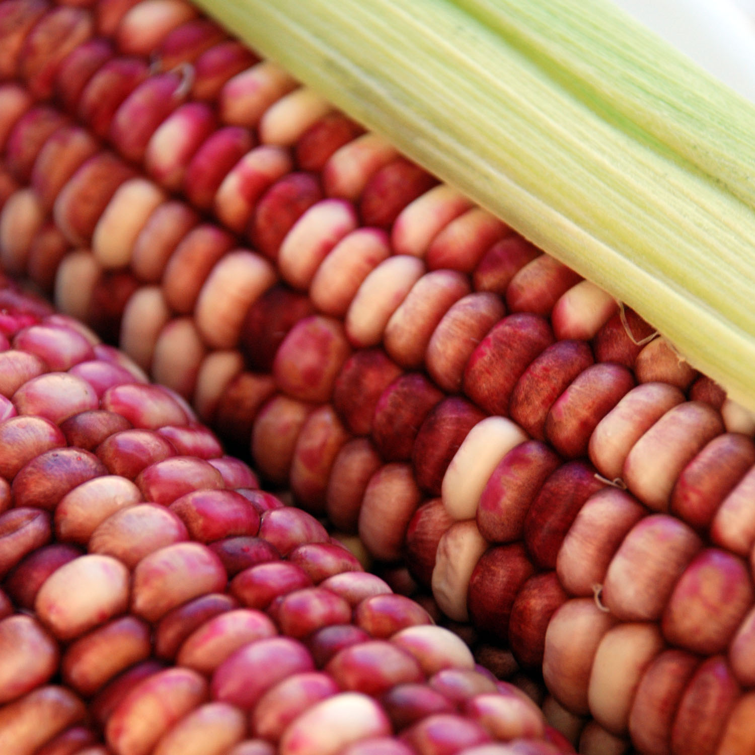 [red+corn.jpg]