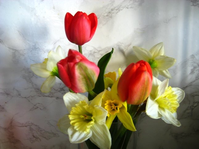 [Tulips.JPG]