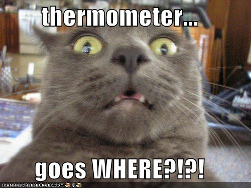 [funny-pictures-cat-realizes-where-the-thermometer-goes.jpg]