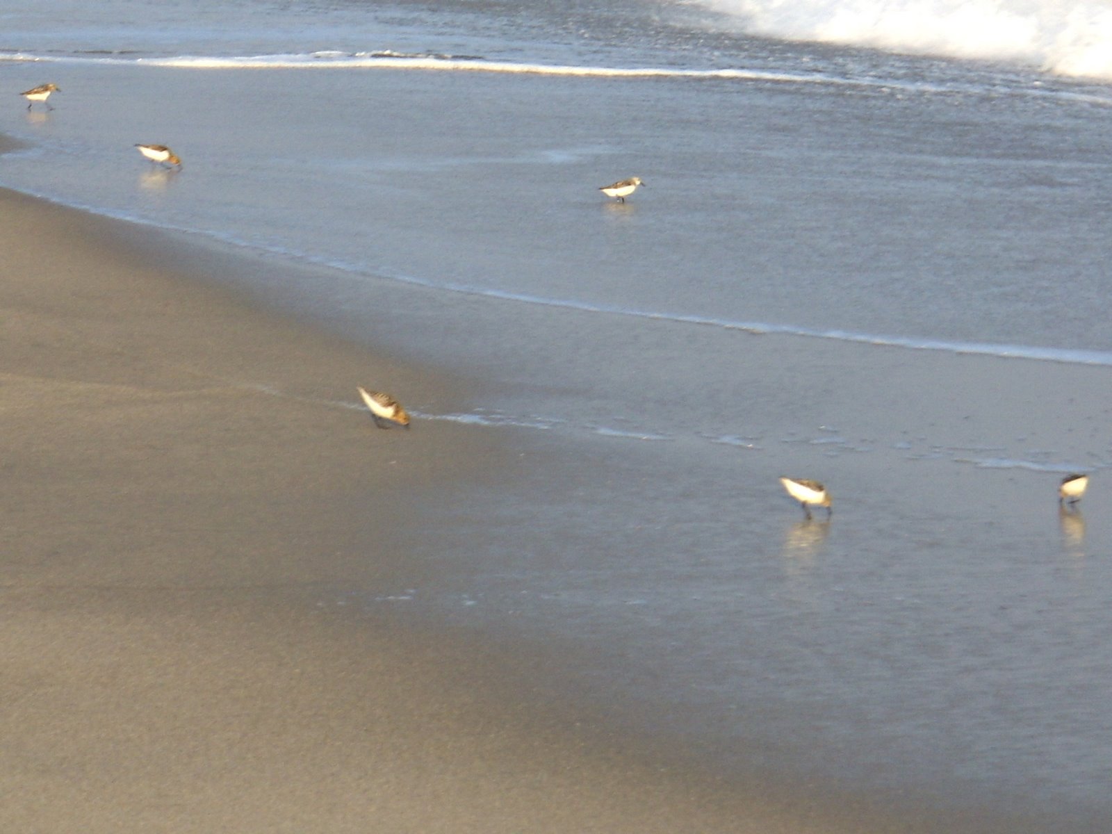 [Cape+May+Point+-+Piping+Plovers+-+7-18-08+-+10.jpg]