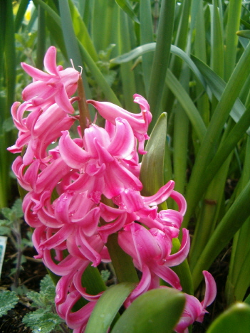 [hyacinth-pink-cu-vert.JPG]